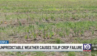 Central Texas farm estimates $120,000 loss after harsh weather wipes out tulip crop