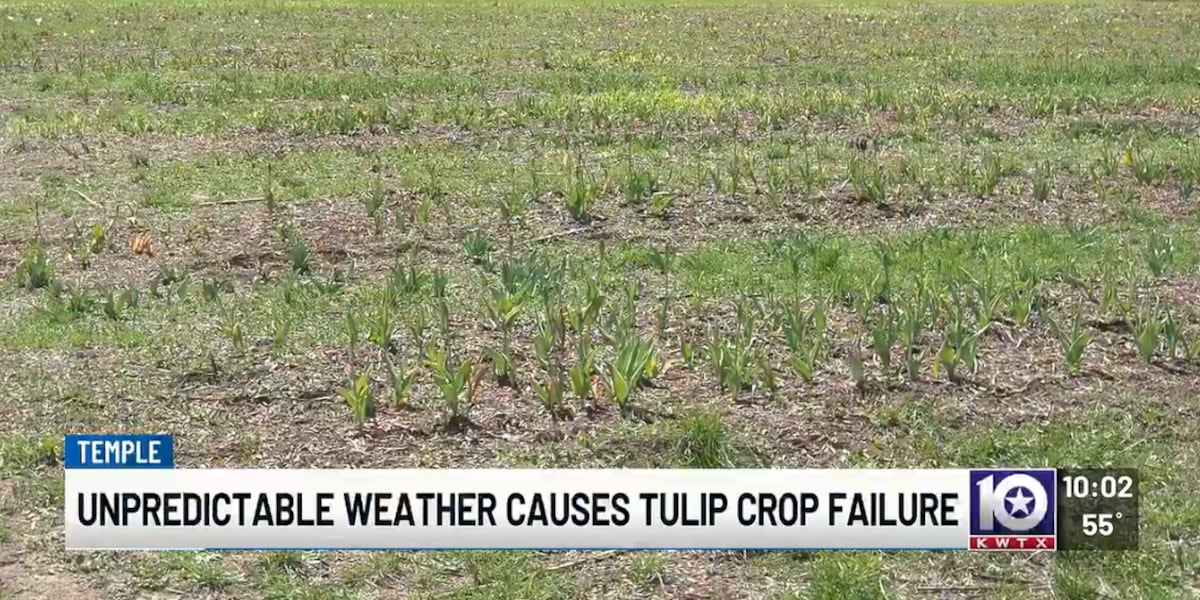 Central Texas farm estimates $120,000 loss after harsh weather wipes out tulip crop