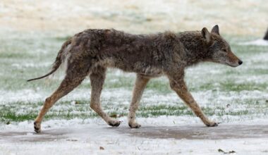 Coyote sightings have been reported along Dallas’ Santa Fe Trail. Here’s how to stay safe