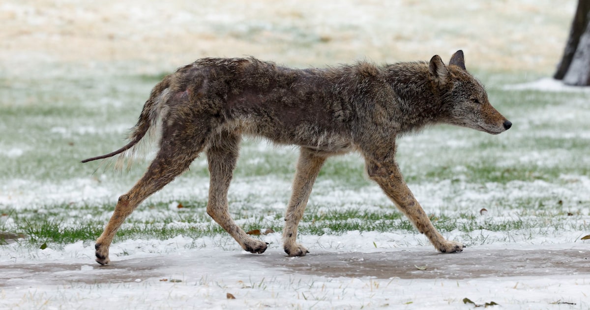 Coyote sightings have been reported along Dallas’ Santa Fe Trail. Here’s how to stay safe