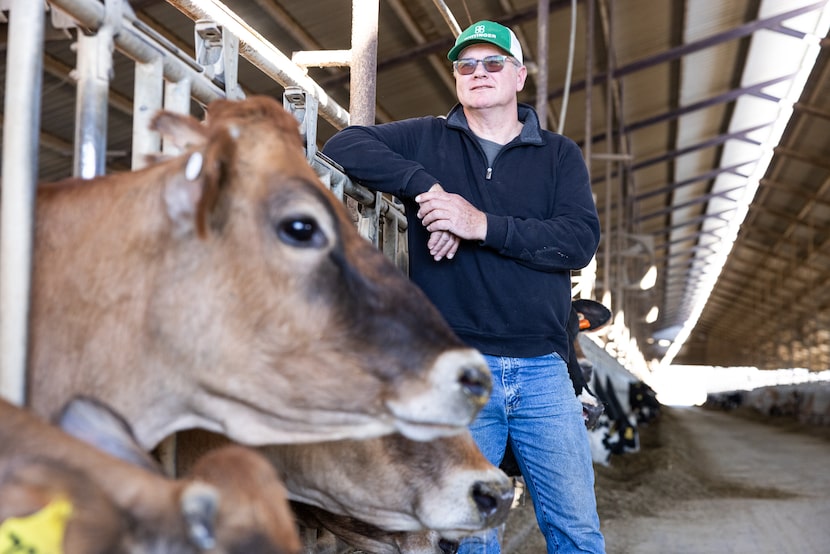 Dairy farmer Sjouke Plantinga leans against barn railing while Jersey heifers poke their...