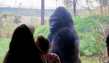 Visitors looking at Gorilla