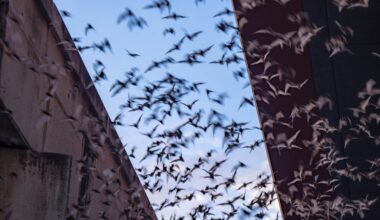 At the colony’s peak, around 500,000 bats roost under the I-35 bridge over McNeil Road in Round Rock. (Courtesy city of Round Rock)