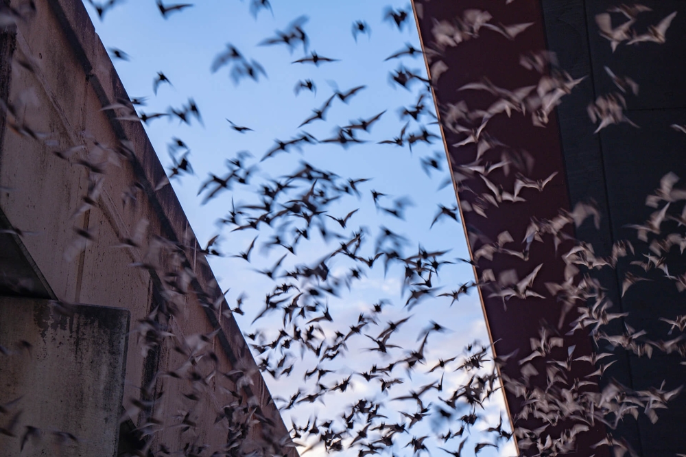 At the colony’s peak, around 500,000 bats roost under the I-35 bridge over McNeil Road in Round Rock. (Courtesy city of Round Rock)