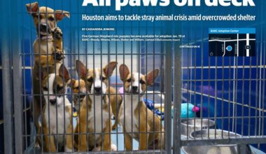 Five German Shepherd mix puppies became available for adoption Jan. 19 at BARC—Woody, Winona, Wilson, Walter and William. (Jamaal Ellis/Community Impact)