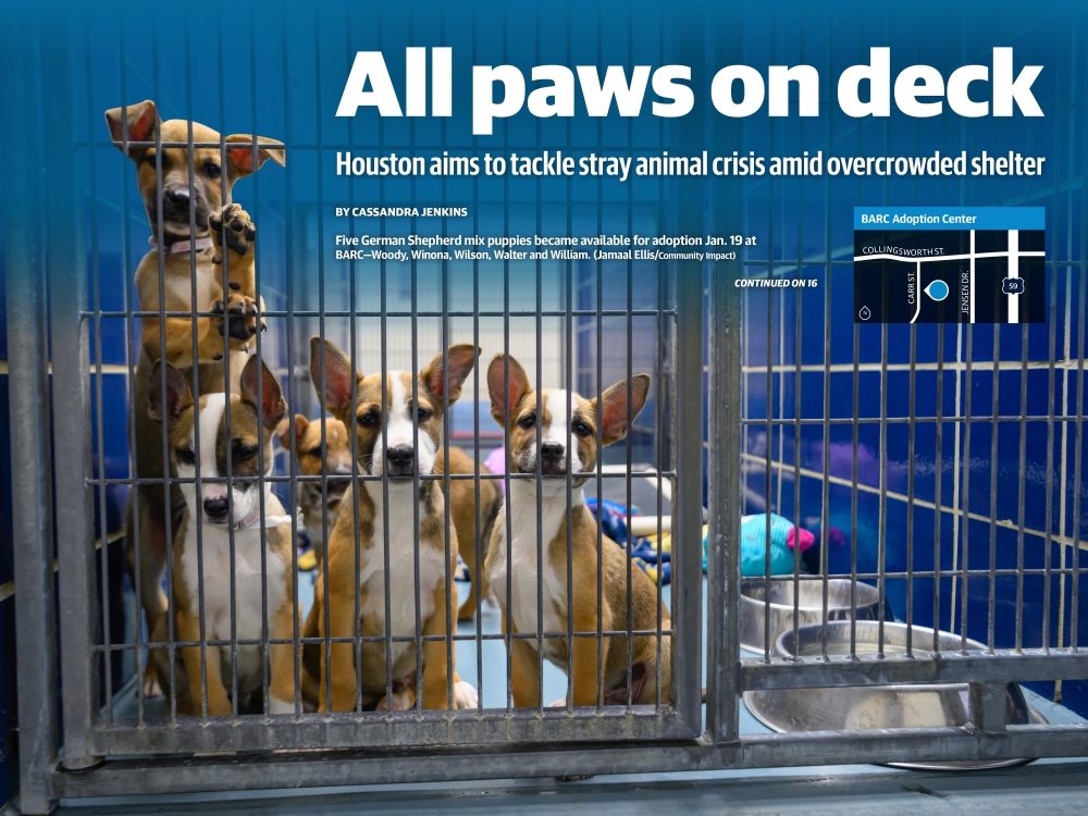 Five German Shepherd mix puppies became available for adoption Jan. 19 at BARC—Woody, Winona, Wilson, Walter and William. (Jamaal Ellis/Community Impact)