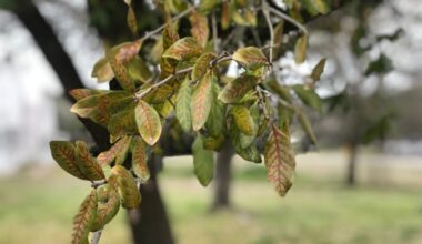 Oak wilt infections, one of the most destructive tree diseases, are especially widespread in Central Texas, killing millions of oak trees every year. (Courtesy Texas Oak Wilt)