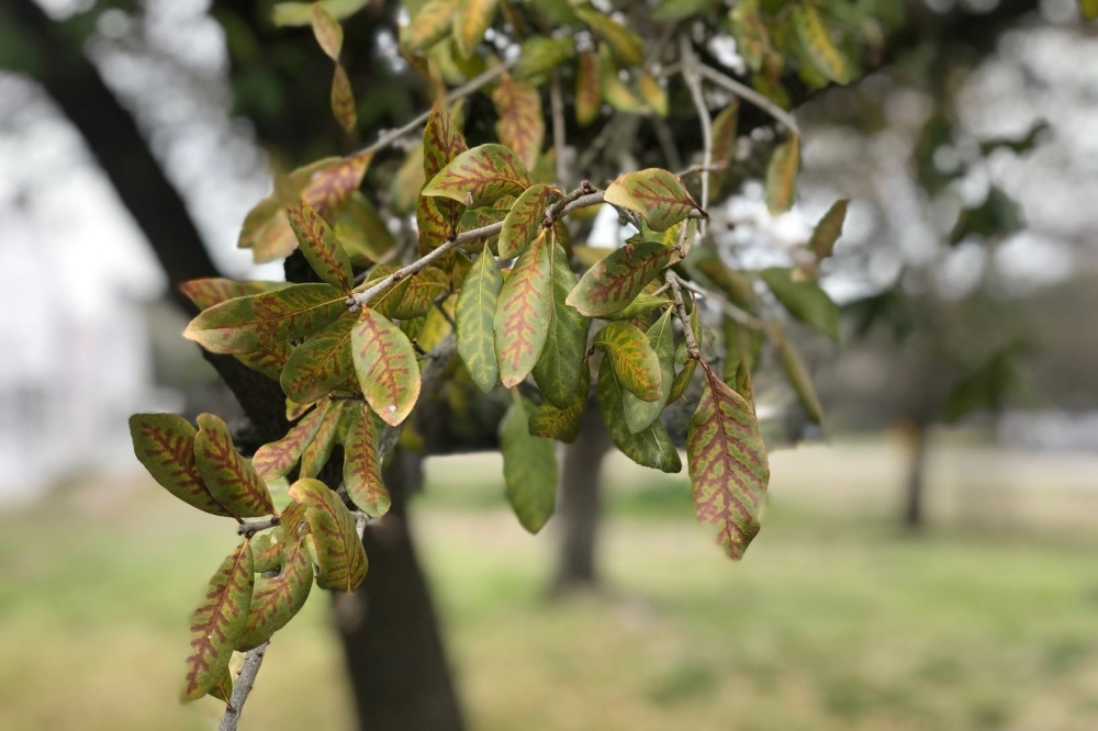 Oak wilt infections, one of the most destructive tree diseases, are especially widespread in Central Texas, killing millions of oak trees every year. (Courtesy Texas Oak Wilt)