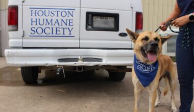 Dog on a lesh standing in front of a van labeled Houston Humane Society