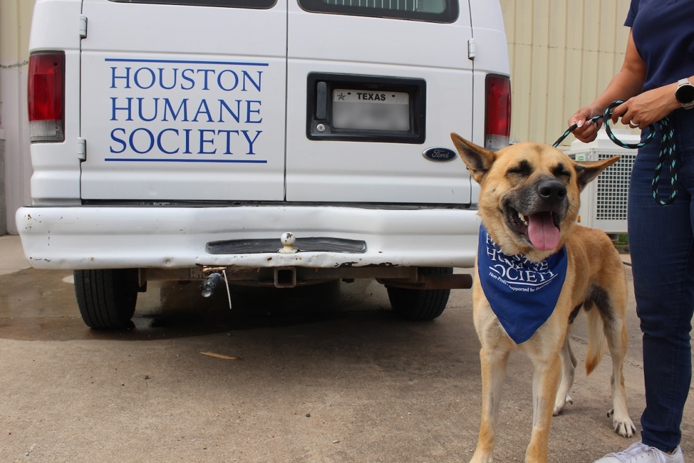 Dog on a lesh standing in front of a van labeled Houston Humane Society