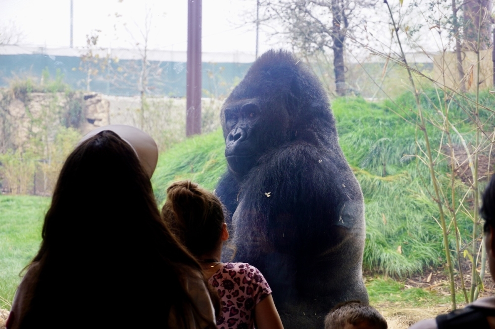 Visitors can interact with gorillas at the new Congo Falls exhibit at the San Antonio Zoo, which showcases two gorilla troops. (Sierra Martin/Community Impact)