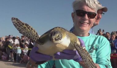 Port Aransas spring break visitors witness sea turtle release