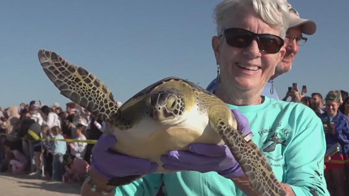 Port Aransas spring break visitors witness sea turtle release