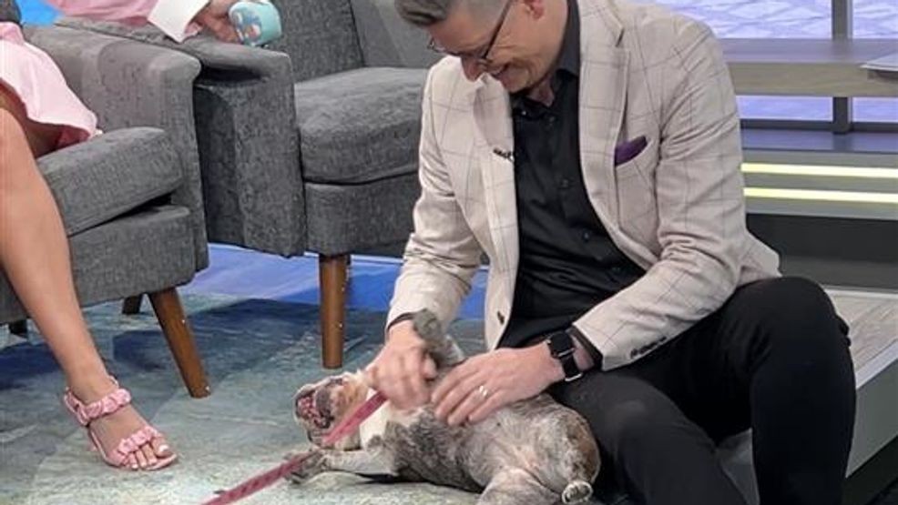 Sarah shared that Minette is “a fabulous senior,” around 12 years old, with a heartbreaking backstory—she was found abandoned in a crate near a dumpster before being rescued and given medical care.