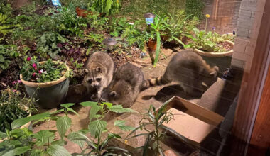 Furry and Feathered Neighbors Help Build Community