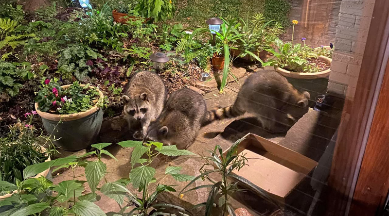 Furry and Feathered Neighbors Help Build Community