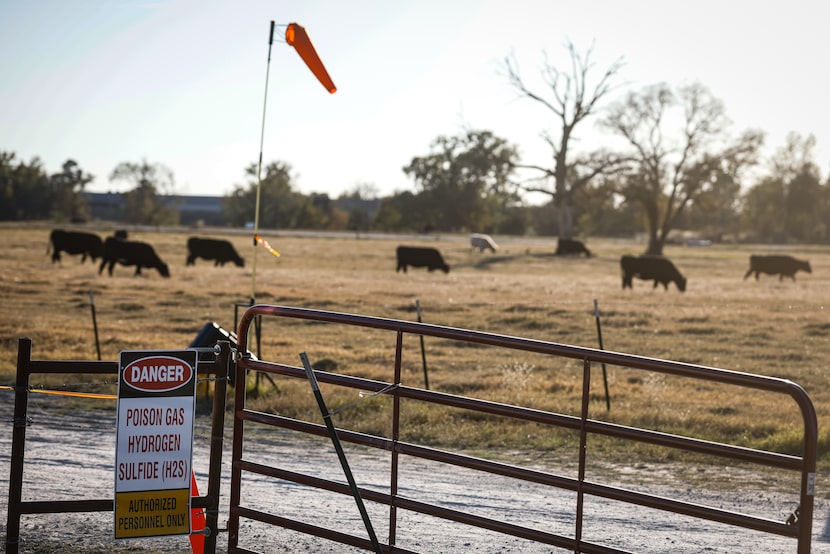 Cattle grazes in a pasture surrounding a direct lithium extraction test well on Nov. 11,...