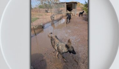 Texas dog breeder indicted for wire fraud after viral shooting video sparks massive animal cruelty raid