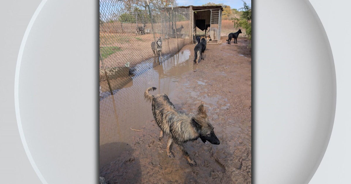 Texas dog breeder indicted for wire fraud after viral shooting video sparks massive animal cruelty raid