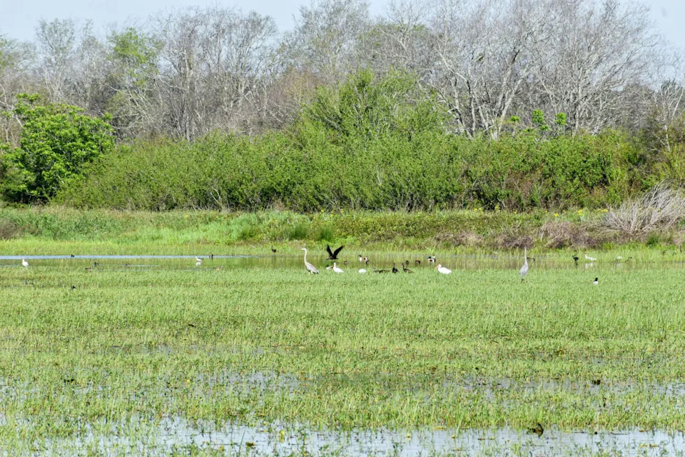 Birds gather on the Katy Prairie west of Houston, where protected land provides critical habitat for migratory and resident species. (Ariana Garcia)