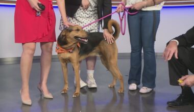 Hound mix named Jesse available for adoption at San Antonio Humane Society