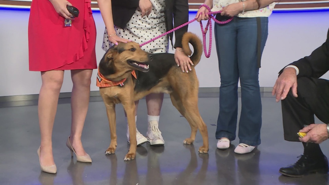 Hound mix named Jesse available for adoption at San Antonio Humane Society