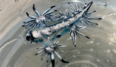 Stinging sea slugs are appearing on Texas beaches