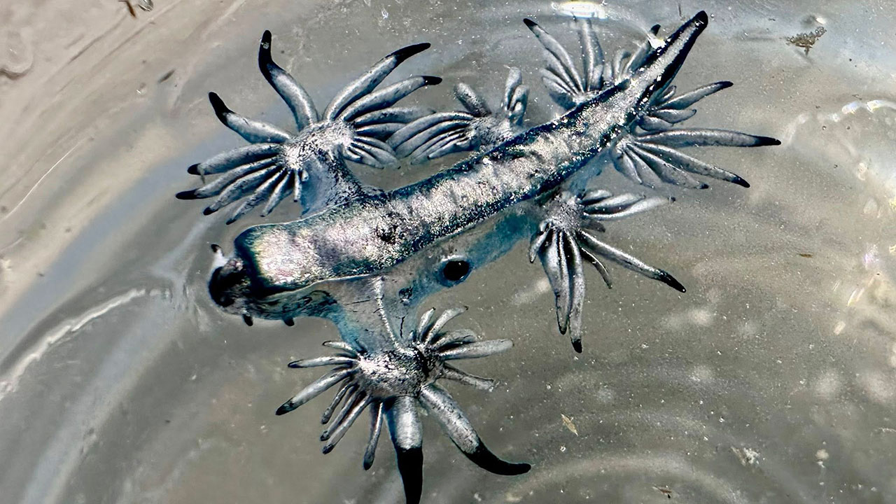 Stinging sea slugs are appearing on Texas beaches