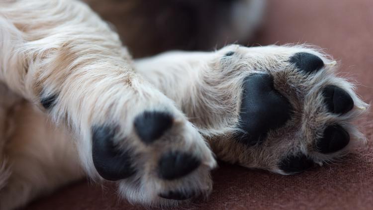 Yahoo lifestyle home