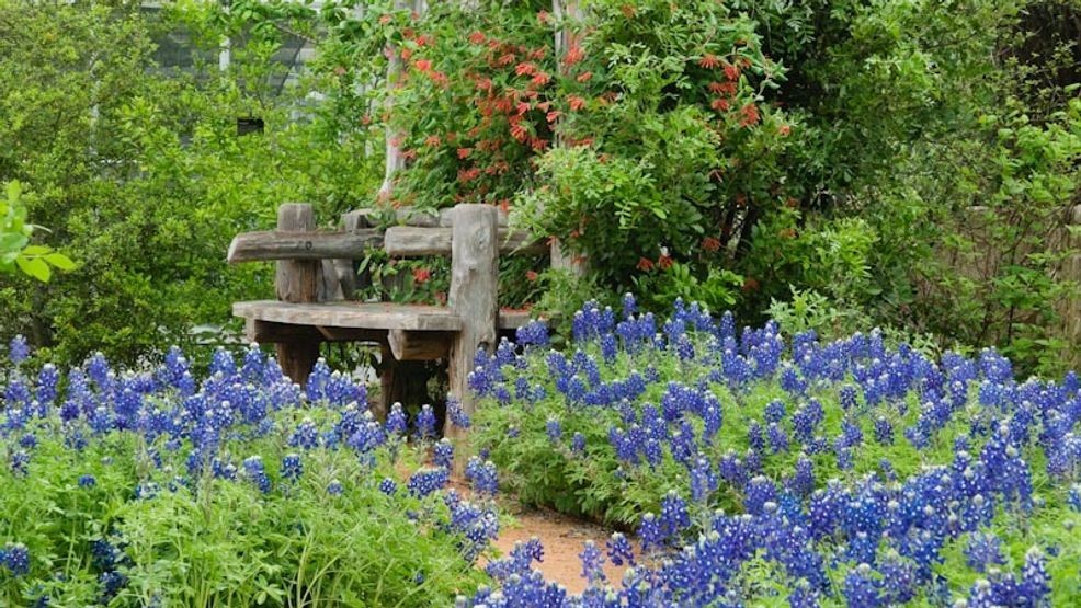 Lady Bird Johnson Wildflower Center gardens in bloom.