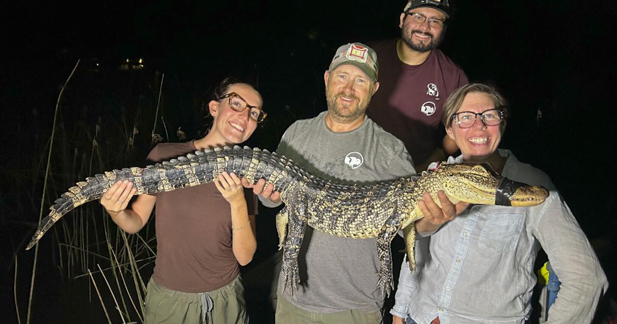 University students to study alligator population in Fort Worth | News