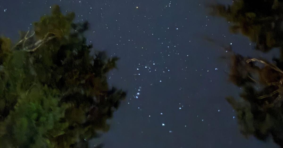 Jan Risher encounters a mountain lion in Texas Hill Country | Louisiana Inspired