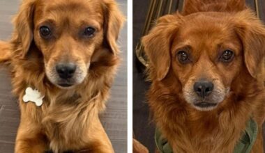 Friends For Life Pet of the Week: Marley | Community