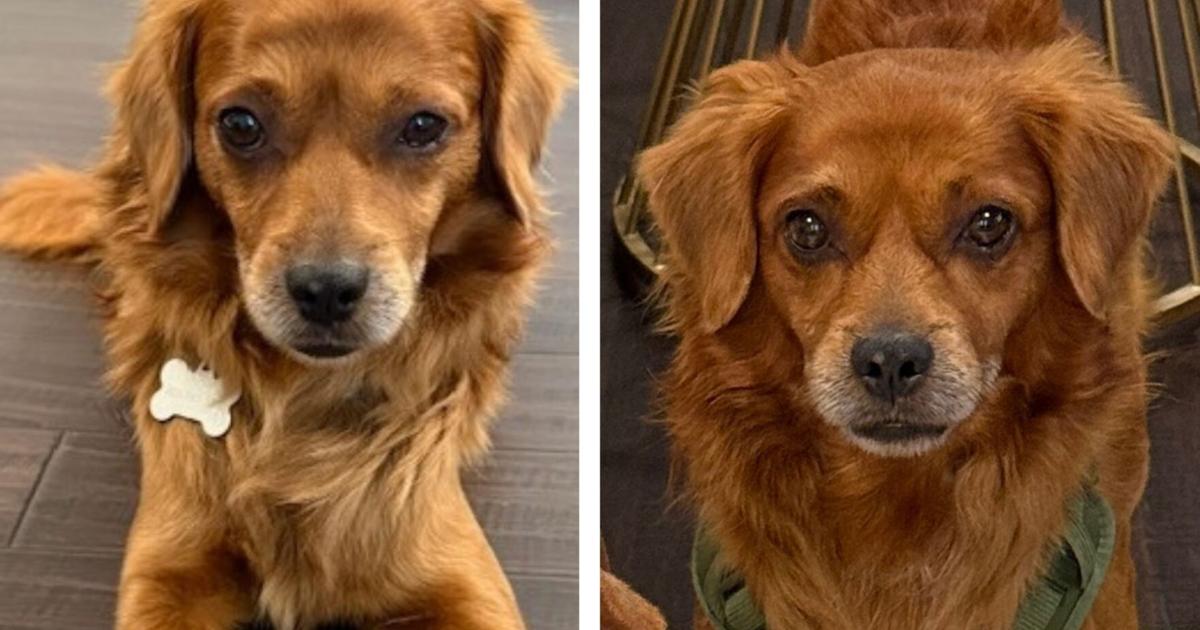 Friends For Life Pet of the Week: Marley | Community