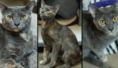 Friends For Life Pet of the Week: Bubbles | Community