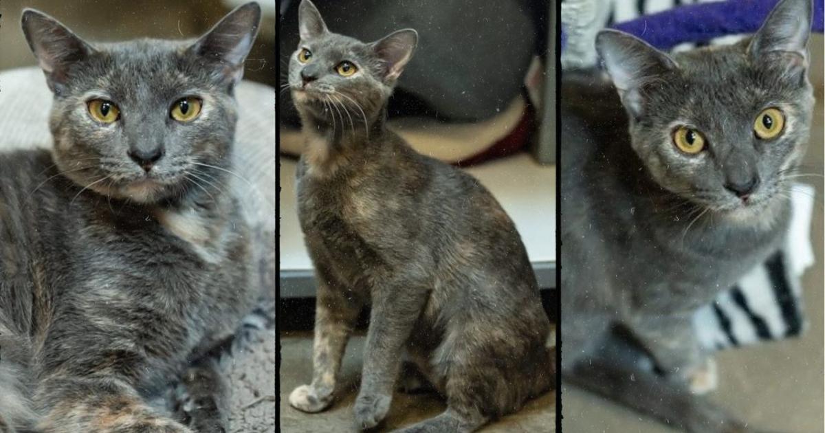 Friends For Life Pet of the Week: Bubbles | Community