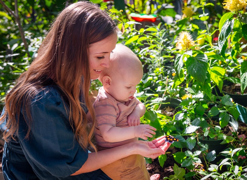 Butterflies in the Garden runs through April 30 at the Fort Worth Botanic Garden.