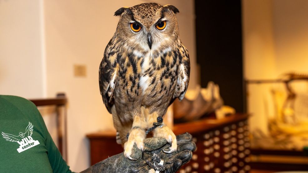 {p}Owl-Bert is fully flighted and part of the Wildcenter’s traveling education program, which brings live animal experiences to schools, libraries, parks, and museums throughout Central Texas.{/p}