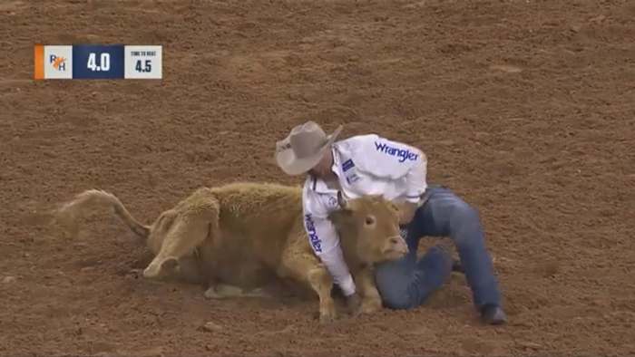 Steer at Houston rodeo euthanized after being injured in wrestling event