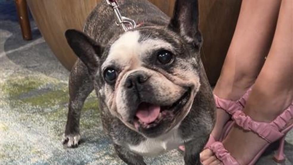 Now in a loving foster home, Wolf said Minette “rules the castle” and has settled into a comfortable routine. Because she can be a bit particular with other dogs, Wolf noted she would likely do best as the only pet in the home, ideally with older kids. “She runs around like a little bowling ball,” Wolf added, making homes with middle school-aged children or older a better fit.