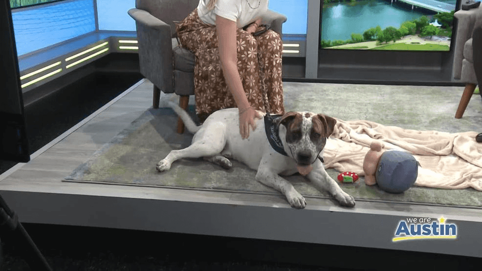 “We know he’s still young, maybe a year and a half or so,” Wolf shared. “He is a lover. He absolutely loves people. He’s exploring for toys right now — he loves his toys, he loves going for walks, and he’ll give you a million kisses when he meets you. He’s a gentle giant, a big sweetheart.”