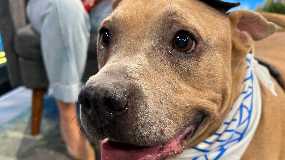 {p}Sarah added, “He’s been to the vet. He’s actually been through heartworm treatment. He’s past that now. But that means they have to give you some pretty strong shots to clear up your heartworms. He’s been through that at the vet and still loves going back. He loves getting his nails trimmed. He loves getting his ears clean. He loves treats. And so he’s like a big lover boy. Yes, he loves all of it.”{/p}