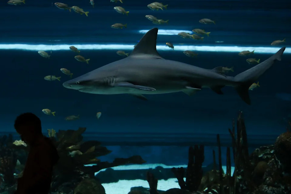 A child walks by the H-E-B Caribbean Sea exhibit as a sandbar shark swims behind them at the Texas State Aquarium in Corpus Christi on Feb. 22, 2025.