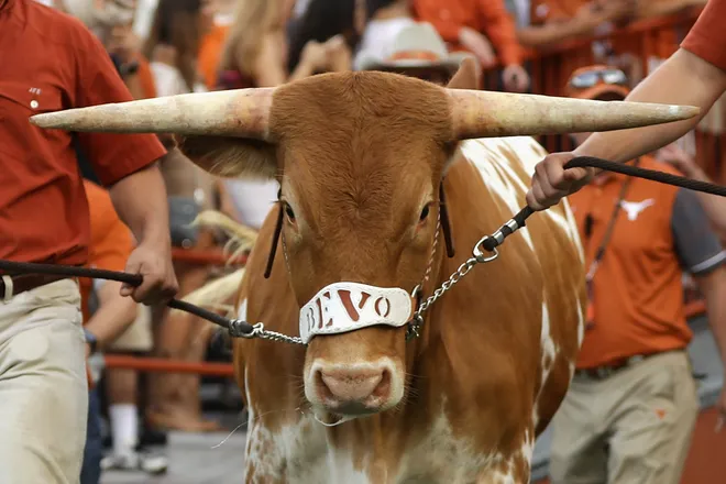 AUSTIN, TX - SEPTEMBER 04: Texas Longhorns mascot Bevo XV is introduced prior to the game between the Texas Longhorns and the Notre Dame Fighting Irish at Darrell K. Royal-Texas Memorial Stadium on September 4, 2016 in Austin, Texas. (Photo by Ronald Martinez/Getty Images)