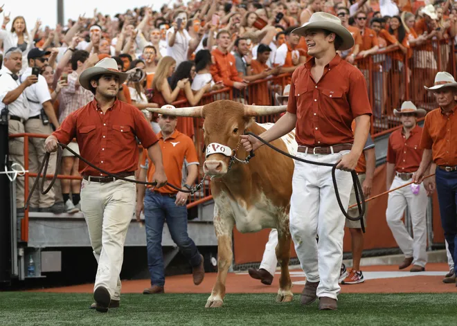 AUSTIN, TX - SEPTEMBER 04: Texas Longhorns mascot Bevo XV is introduced prior to the game between the Texas Longhorns and the Notre Dame Fighting Irish at Darrell K. Royal-Texas Memorial Stadium on September 4, 2016 in Austin, Texas. (Photo by Ronald Martinez/Getty Images)
