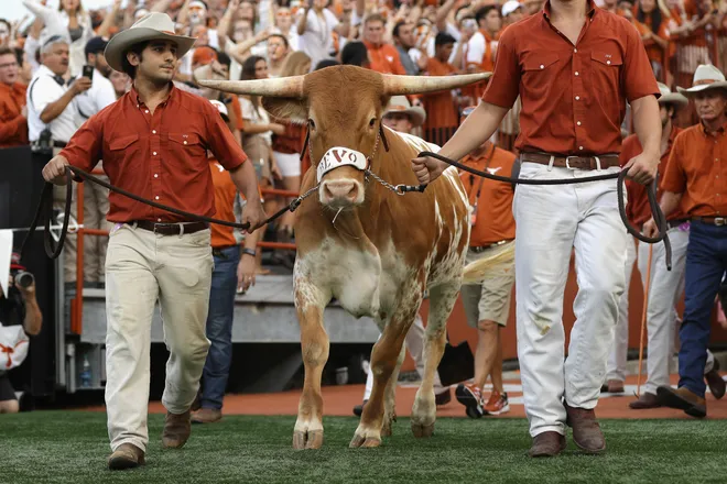 AUSTIN, TX - SEPTEMBER 04: Texas Longhorns mascot Bevo XV is introduced prior to the game between the Texas Longhorns and the Notre Dame Fighting Irish at Darrell K. Royal-Texas Memorial Stadium on September 4, 2016 in Austin, Texas. (Photo by Ronald Martinez/Getty Images)