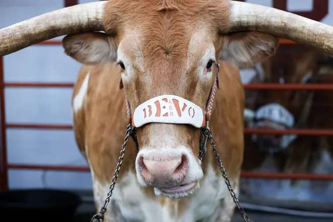 AUSTIN, TEXAS - NOVEMBER 01: Bevo of the Texas Longhorns is seen prior to the game against the Vanderbilt Commodores at Darrell K Royal-Texas Memorial Stadium on November 01, 2025 in Austin, Texas. (Photo by Kenneth Richmond/Getty Images)