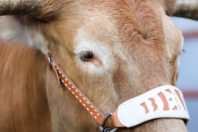 AUSTIN, TEXAS - NOVEMBER 01: Bevo of the Texas Longhorns is seen prior to the game against the Vanderbilt Commodores at Darrell K Royal-Texas Memorial Stadium on November 01, 2025 in Austin, Texas. (Photo by Kenneth Richmond/Getty Images)