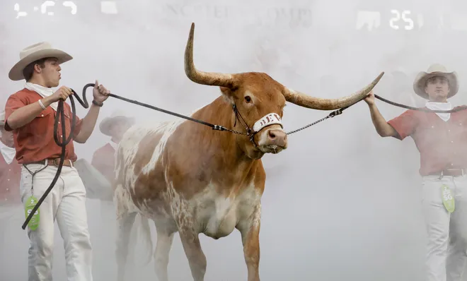 AUSTIN, TX - SEPTEMBER 15: Texas Longhorns mascot Bevo XV enters the stadium before the game against the USC Trojans at Darrell K Royal-Texas Memorial Stadium on September 15, 2018 in Austin, Texas. (Photo by Tim Warner/Getty Images)