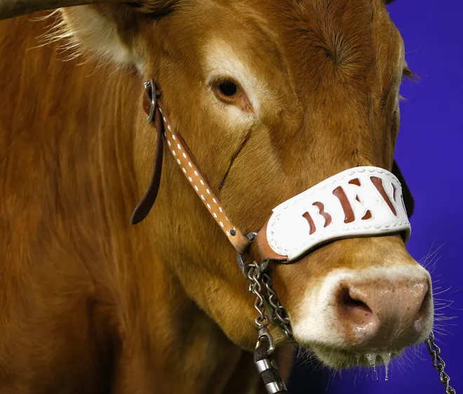 HOUSTON, TX - DECEMBER 27: University of Texas mascot Bevo looks on from his pen on the sideline at NRG Stadium on December 27, 2017 in Houston, Texas. (Photo by Bob Levey/Getty Images)